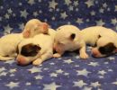coton de tulear puppies for sale