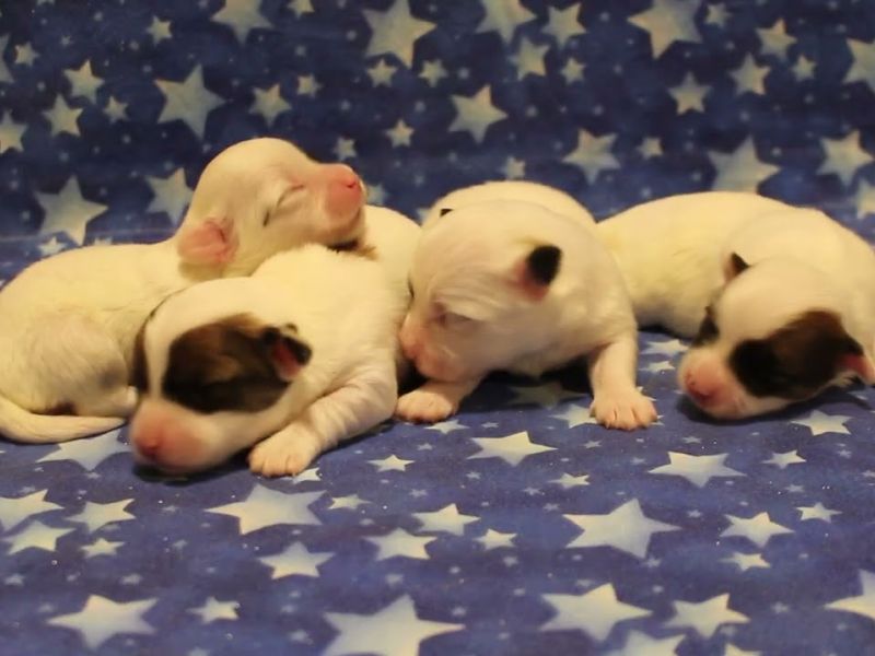 coton de tulear puppies for sale