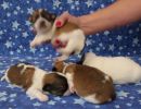 coton de tulear puppies for sale