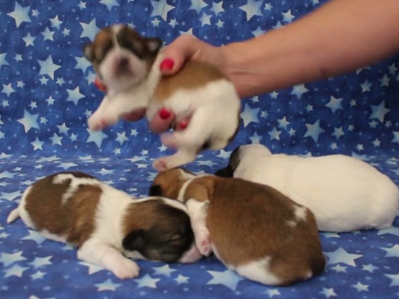 coton de tulear puppies for sale