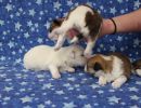 coton de tulear puppies for sale27