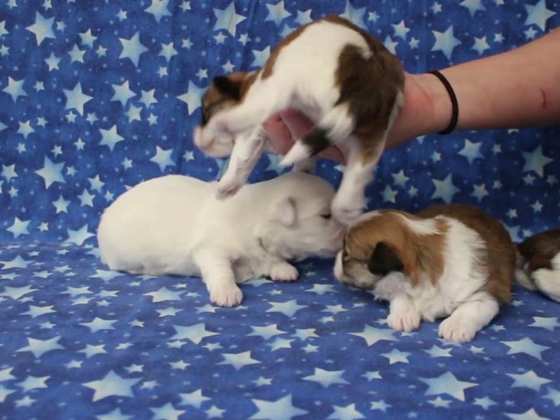 coton de tulear puppies for sale27