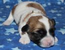 sabrina1 coton de tulear puppy for sale w1