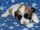 sabrina1 coton de tulear puppy for sale w2