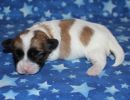 sabrina3 coton de tulear puppy for sale w1