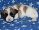 sabrina3 coton de tulear puppy for sale w2