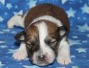 saige1 coton de tulear puppy for sale w1