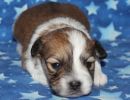 saige1 coton de tulear puppy for sale w2
