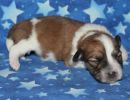 saige2 coton de tulear puppy for sale w1