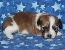 saige2 coton de tulear puppy for sale w2