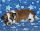 saige3 coton de tulear puppy for sale w1