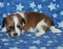 saige3 coton de tulear puppy for sale w2