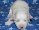selena1 coton de tulear puppy for sale w1
