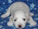 selena1 coton de tulear puppy for sale w2