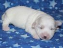 selena2 coton de tulear puppy for sale w1