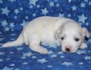 selena2 coton de tulear puppy for sale w2