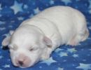 selena3 coton de tulear puppy for sale w1