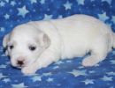 selena3 coton de tulear puppy for sale w2
