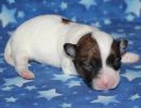 shana2 coton de tulear puppy for sale w1