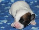 shyla1 coton de tulear puppy for sale w1