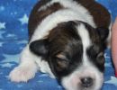 sidney1 coton de tulear puppy for sale w1