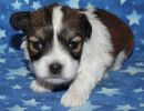 sidney1 coton de tulear puppy for sale w2