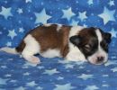 sidney2 coton de tulear puppy for sale w1