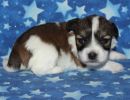 sidney2 coton de tulear puppy for sale w2