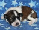 sidney3 coton de tulear puppy for sale w1
