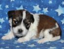 sidney3 coton de tulear puppy for sale w2