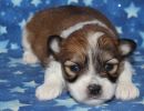 sky1 coton de tulear puppy for sale w2