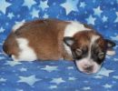 sky2 coton de tulear puppy for sale w1