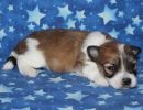 sky2 coton de tulear puppy for sale w2