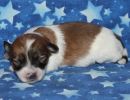 sky3 coton de tulear puppy for sale w1