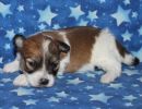 sky3 coton de tulear puppy for sale w2