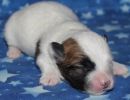 sloan1 coton de tulear puppy for sale w1
