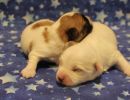 coton de tulear puppies for sale