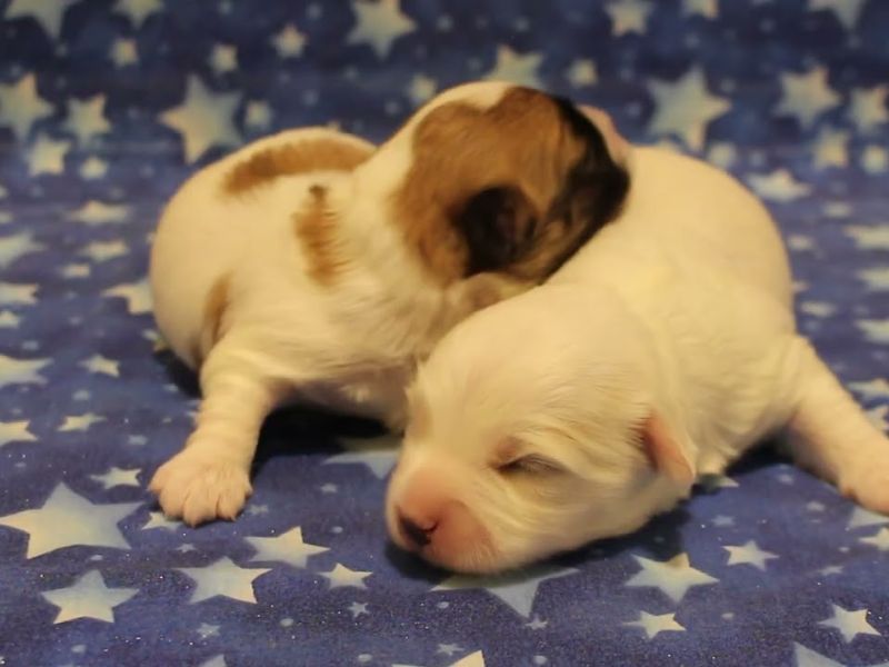 coton de tulear puppies for sale
