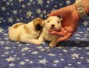 coton de tulear puppies for sale94