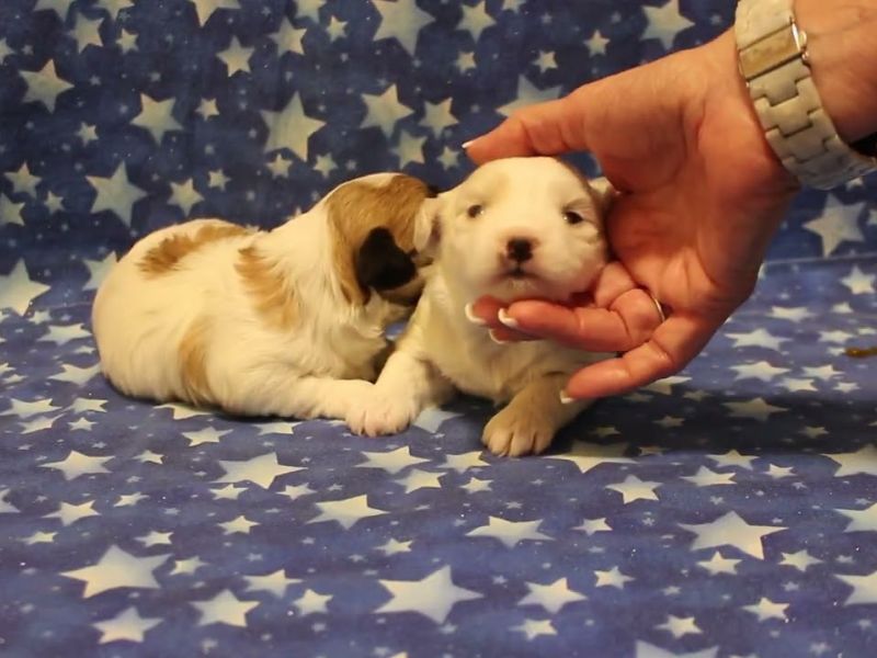 coton de tulear puppies for sale94