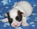 susana1 coton de tulear puppy for sale w1