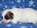 susana3 coton de tulear puppy for sale w1