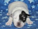 sylveon1 coton de tulear puppy for sale w1