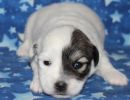 sylveon1 coton de tulear puppy for sale w2