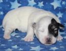 sylveon2 coton de tulear puppy for sale w1