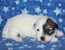 sylveon2 coton de tulear puppy for sale w2