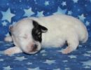 sylveon3 coton de tulear puppy for sale w1