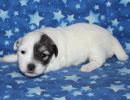 sylveon3 coton de tulear puppy for sale w2